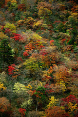 Autumn leaves in Japan, scenery of mountains in Nikko like a painting