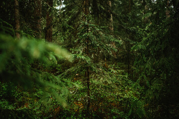 forest in the morning