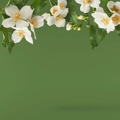Obraz na płótnie Canvas Jasmine bloom. A beautifull white flower of Jasmine falling in the air isolated