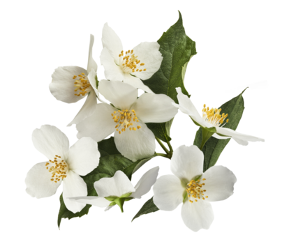 Jasmine bloom. A beautifull white flower of Jasmine falling in the air isolated