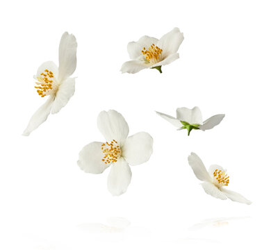 Fototapeta Jasmine bloom. A beautifull white flower of Jasmine falling in the air isolated