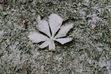 chestnut leaf and grass in the snow