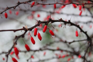 Red bright berries of barberry in snow and drops closeup