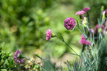 Beautiful pink carnations with a blurred background.