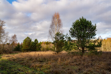 autumn landscape with trees