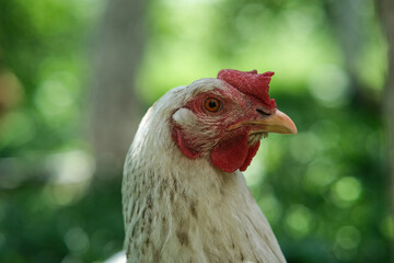 Close-up of a chicken's head.