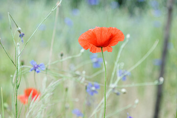 beautiful poppies among the field