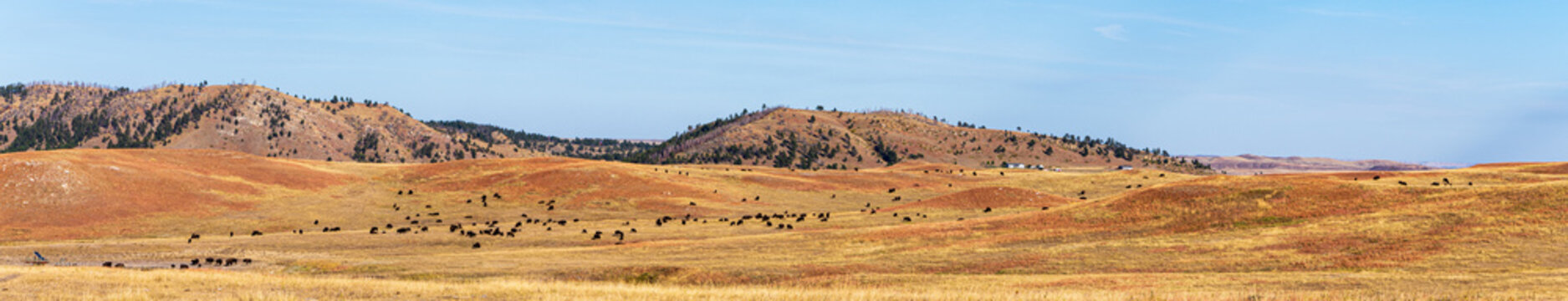 Panorama of a Bison Herd in Red Valley near Red Valley Road in Custer State Park, South Dakota, USA in the Autumn