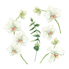 botanical watercolor set with orchid flowers and green leaves and branches. hand painted for wedding invitations, decor and design.
