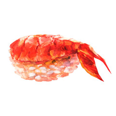 Watercolor nigiri sushi with shrimp. Illustrated Japanese food. Rice and fish. Closeup isolated on white background.