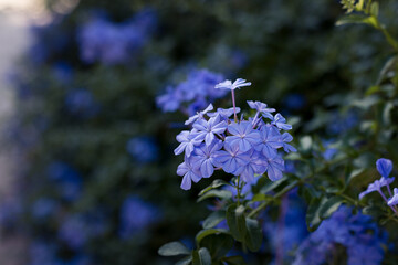 Five petals blue delicate jasmine flower plant.