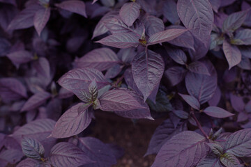 Colorful purple Alternanthera dentata plant aka Little Ruby plant.