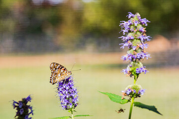 Close up shot of Painted lady butterfly