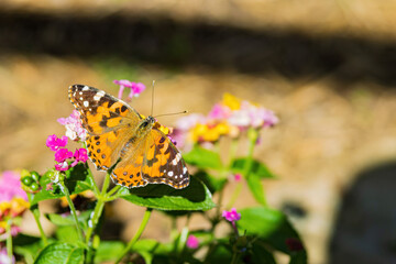 Close up shot of Painted lady butterfly
