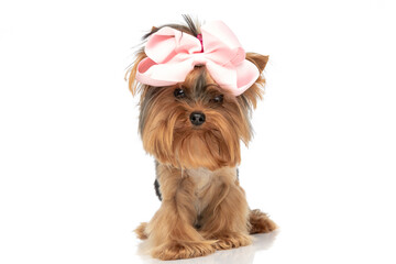 cute little yorkshire terrier dog wearing a pink bow