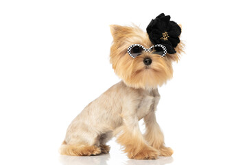 elegant yorkshire terrier dog wearing chic sunglasses - obrazy, fototapety, plakaty