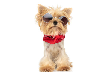 adorable little yorkshire terrier dog wearing cool sunglasses