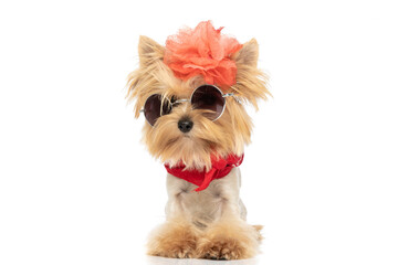 cute yorkshire terrier dog wearing a flower on head
