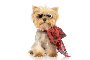 Fototapeta beautiful yorkshire terrier dog wearing sunglasses and bandana obraz