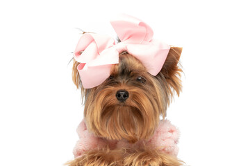 little yorkshire terrier dog wearing a pink bow