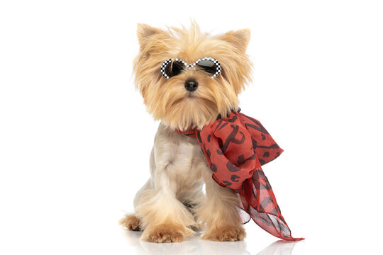 beautiful yorkshire terrier dog wearing sunglasses and bandana