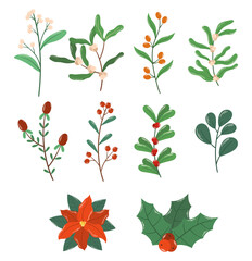 Winter Collection Plants, of Berries and Leaves. Poinsettia, Holly Berries and Rowan Branches. Christmas Floral Elements