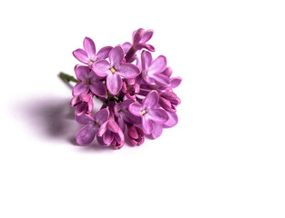 Branch violet lilac flowers on white background