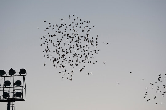 Silhouette of a flock of starlings in the spotlights of a soccer field