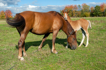 brown mare with foal in the mountains on a beautiful sunny day
