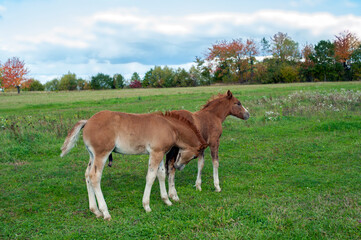Obraz na płótnie Canvas Foals graze and rest in the pasture