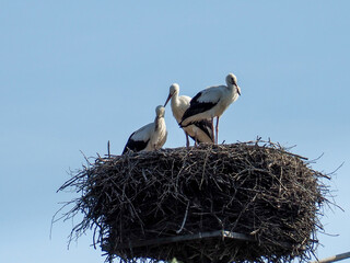 Zywkowo,famous  land for the world's largest concentration of storks - 543945164