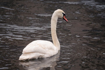 Ein weißer Schwan schwimmt im See