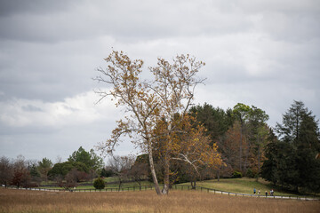 landscape with trees - VA State Arboretum