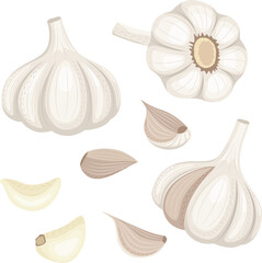 Set of ripe garlic, garlic clove, garlic bulb. Vector illustration in flat style isolated on white background.