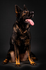 portrait of german shepherd in studio 

