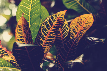 house plant croton Codiaeum shines in great colors, see the fine leaf veins, close up © vaun0815