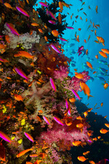 Fototapeta na wymiar Coral Reefs of Fiji