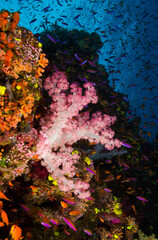 Naklejka na ściany i meble Coral Reefs of Fiji