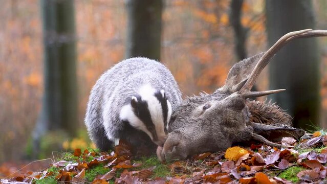 European badger pulling the fallen deer head in slow motion. Autumn wildlife in the forest. The cycle of life.