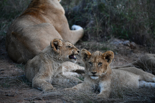 Löwe(n) mit kleinen und ohne in den Reservaten Südafrikas