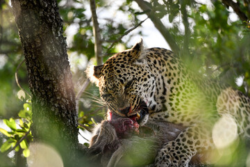 Leopard im Tmbavati und Sabi Sands Game Reserve Südafrikas