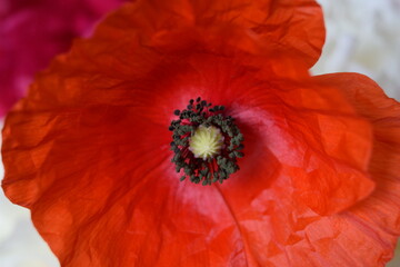 czerwony mak z kwiatem na środku dokładnie widoczne pręciki i serce kwiatu. 