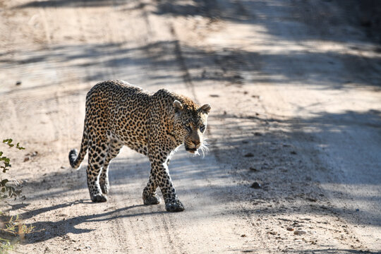 Leopard im Tmbavati und Sabi Sands Game Reserve Südafrikas