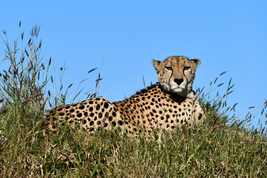 Gepard auf einem Hügel im Sabi Sabi in Südafrika