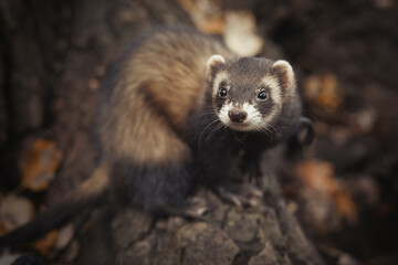 Fototapeta premium Ferret during trip and walk in autumn park enjoying exploring