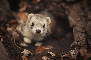 Ferret during trip and walk in autumn park enjoying exploring