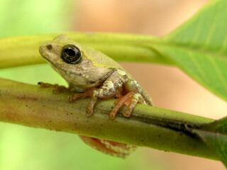 Congo tree frog