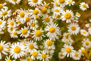 Close-up of a cluster of flowering chamomile, suitable as a natural background texture