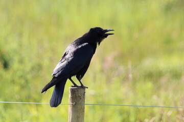 A stunning shot of a Raven with their beak open mid call, this photo was taken at a nature reserve.