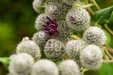 Woolly burdock inflorescence (Arctium tomentosum) with one purple flower blooming